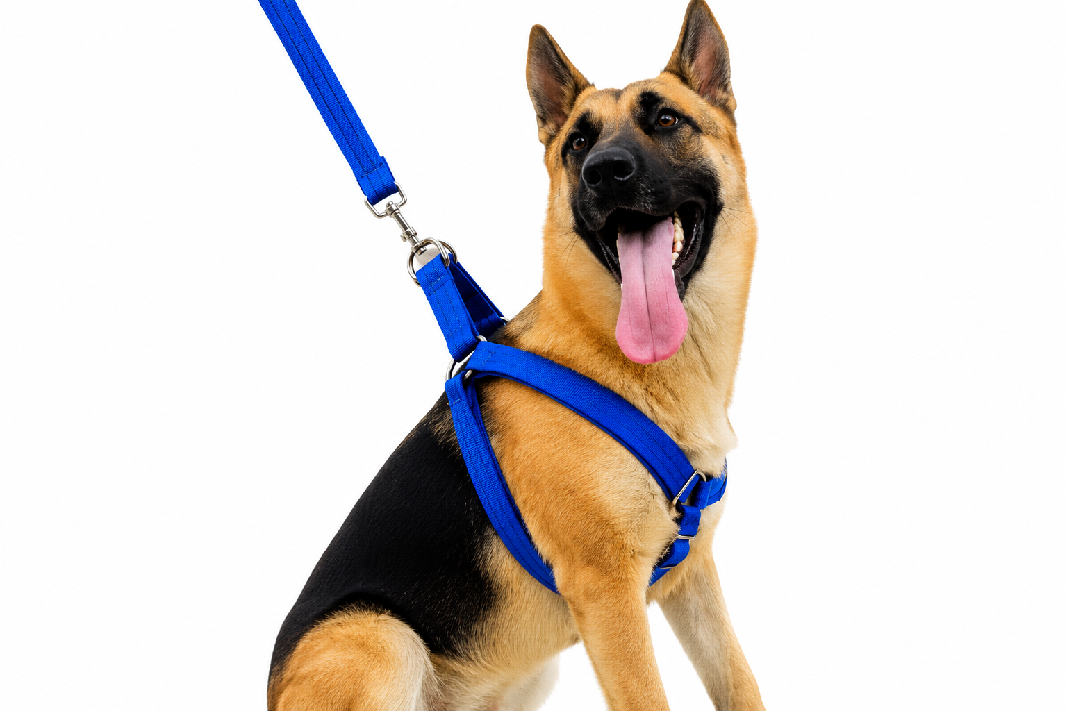 Segmento Pet